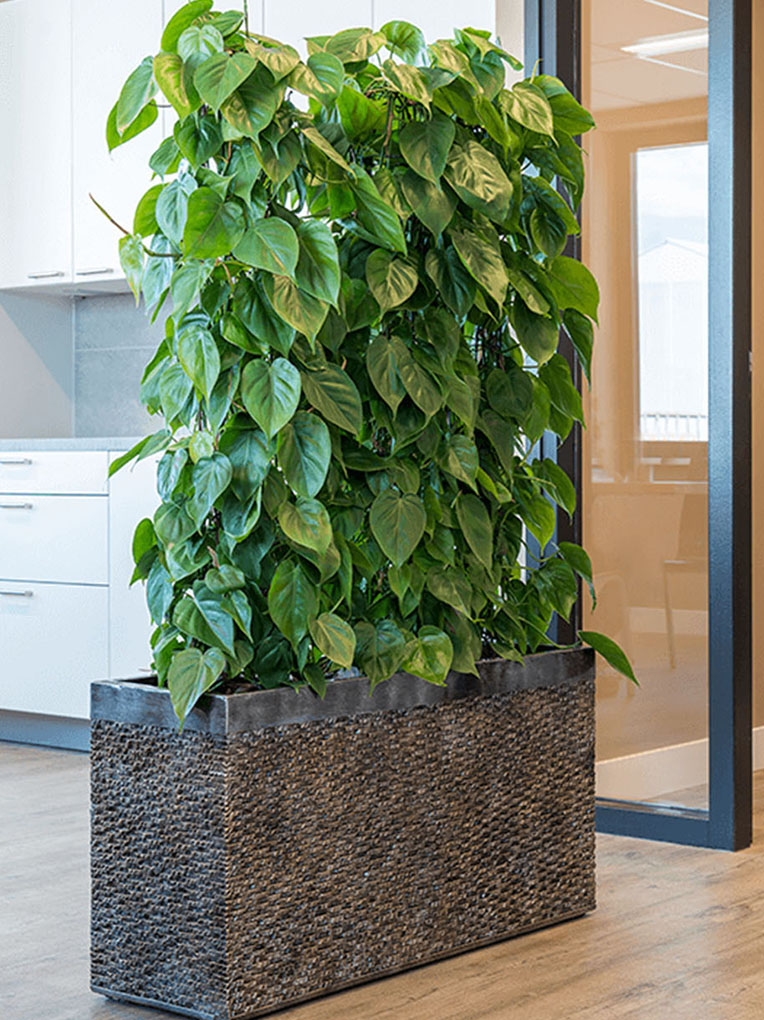 Philodendron für das Büro