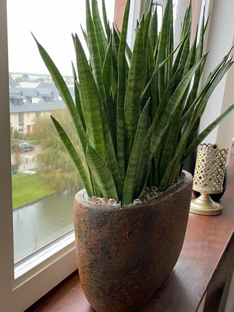 Sansevieria für das Büro