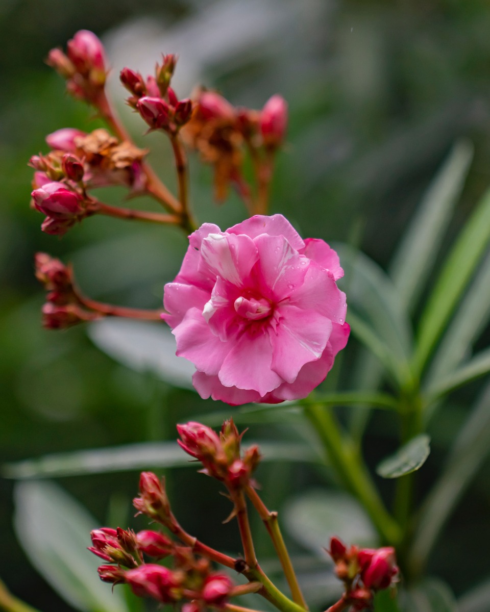 Oleander beibehalten