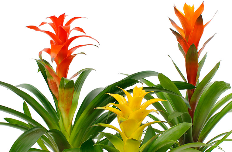 Bromelien-Zimmerpflanze Ananaspflanze