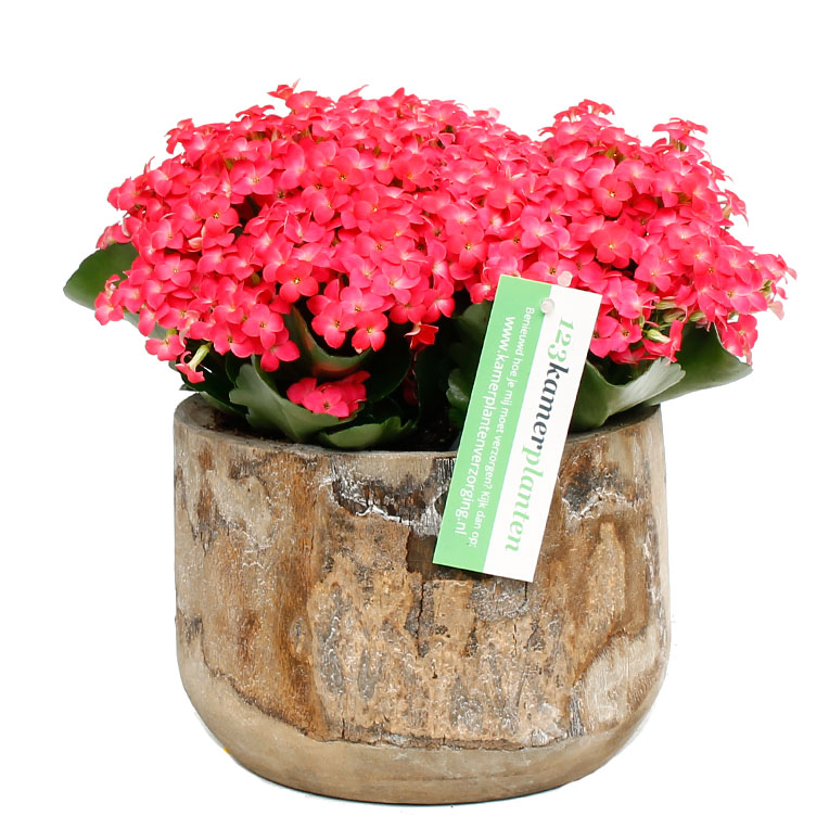 Futter für Kalanchoe rosa im Topf