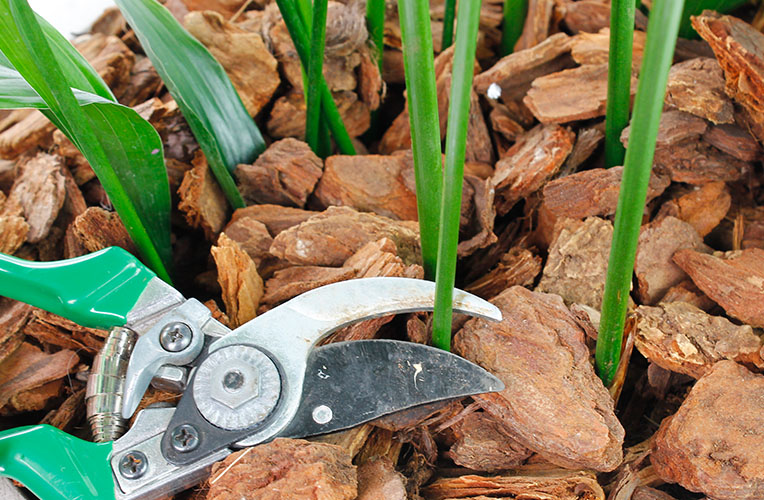 Aspidistra beschneiden