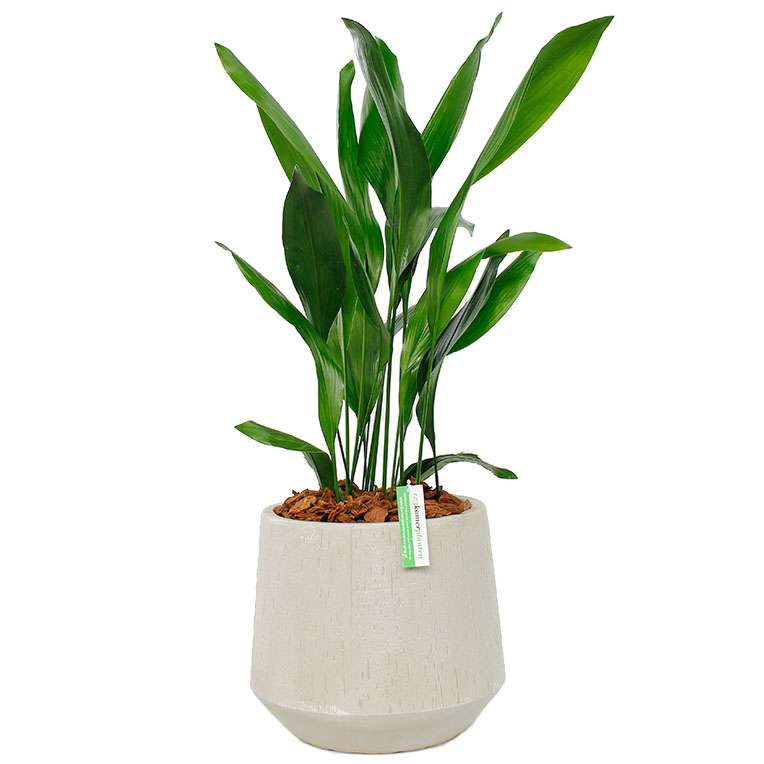 Aspidistra umtopfen in Topf 