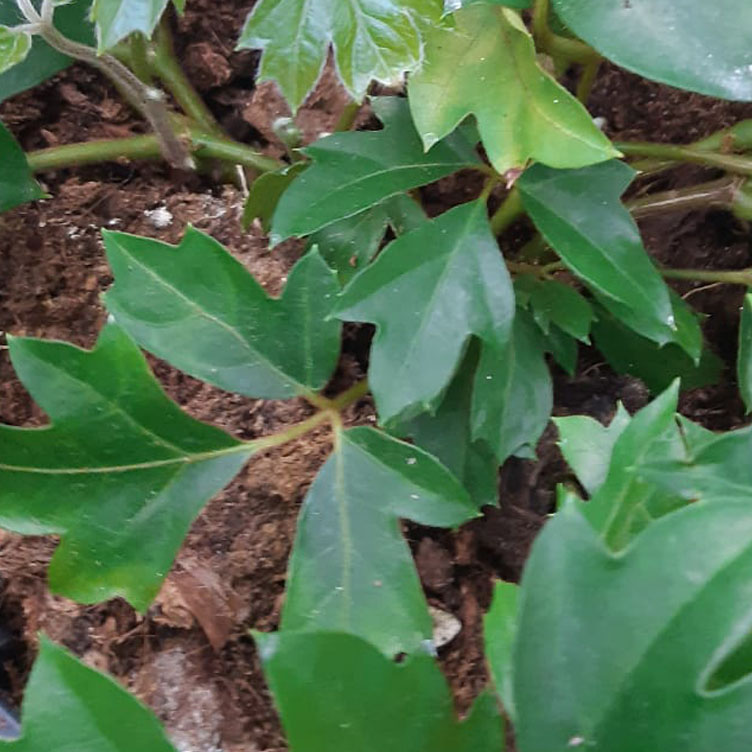 Cissus Boden und Blatt