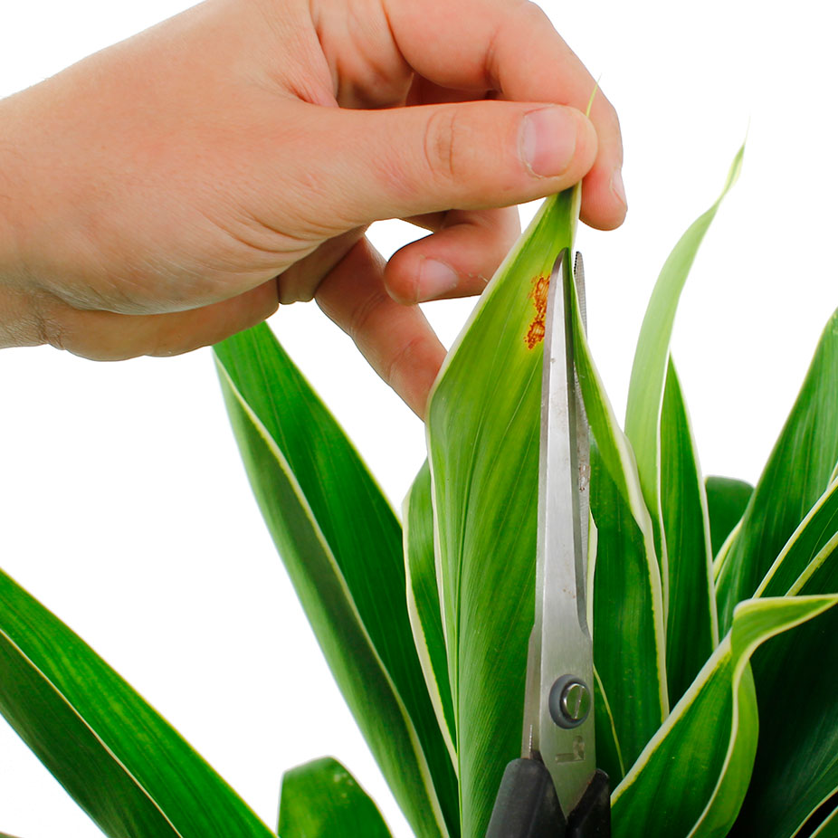 Cordyline braun Blattschneider