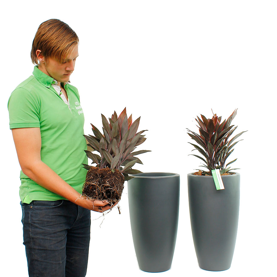 Cordyline Umtopfen