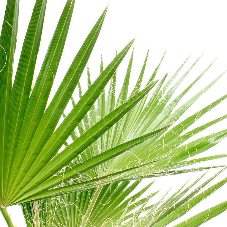 Washingtonia-Blatt