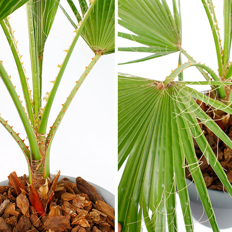 Washingtonia Stamm und Blatt