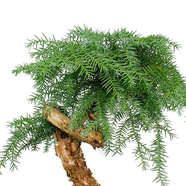 Araucaria online kaufen