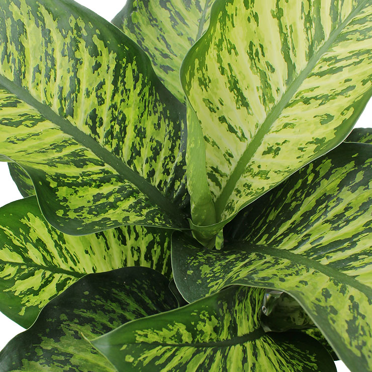 Dieffenbachia kaufen