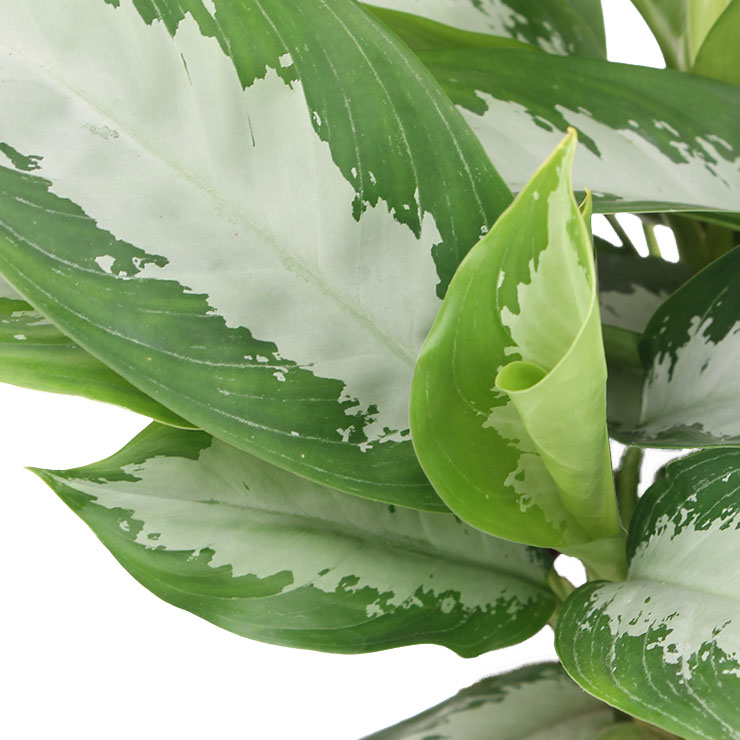 Aglaonema kaufen