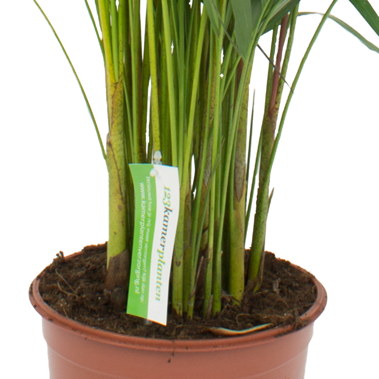 Areca (Goldfruchtpalme)