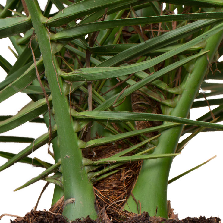 Phoenix Canariensis (Kanarische Dattel-Palme)