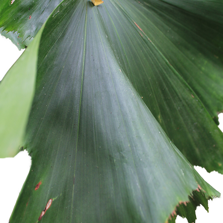 Caryota Mitis (Fischschwanzpalme)