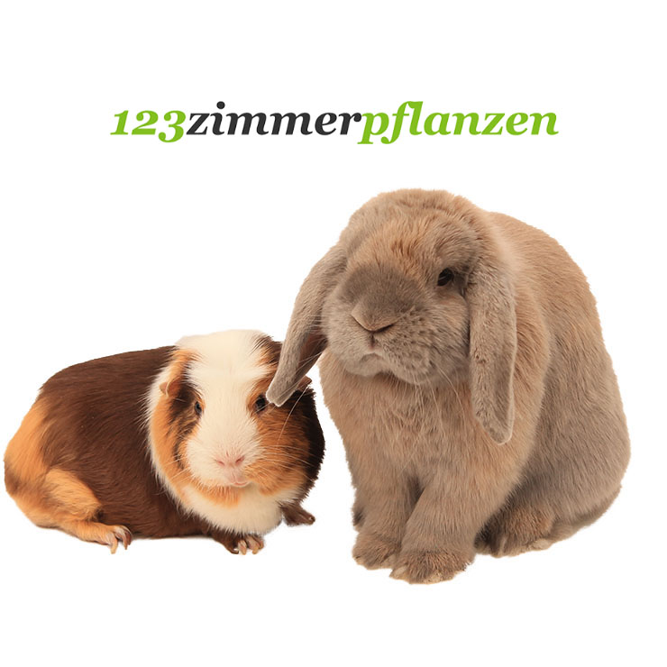 Meerschwein und Kaninchen 