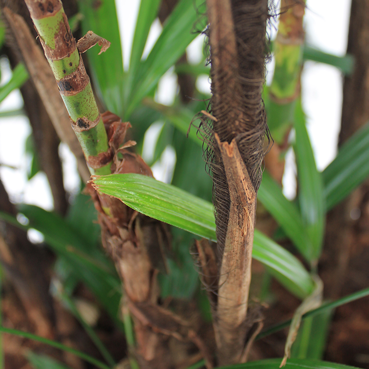 Rhapis (Steckenpalme)