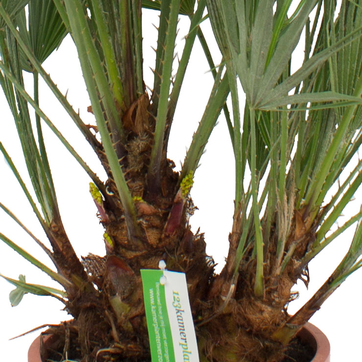 Chamaerops Humilis (Zwergpalme)