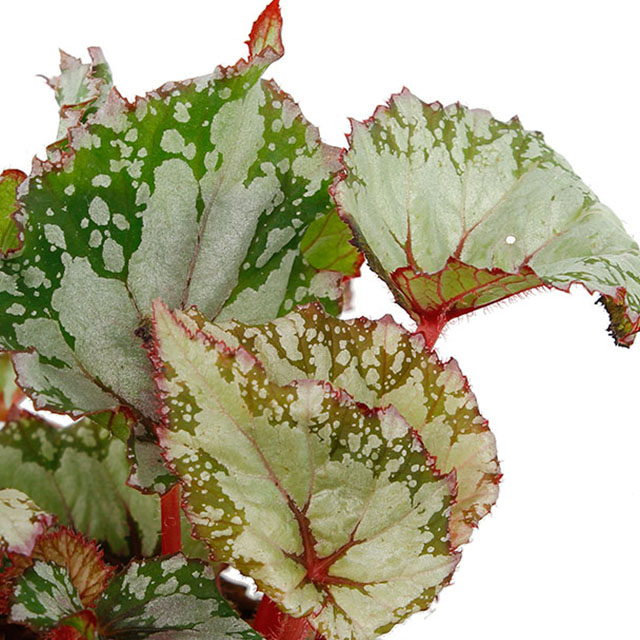 Begonia kaufen?