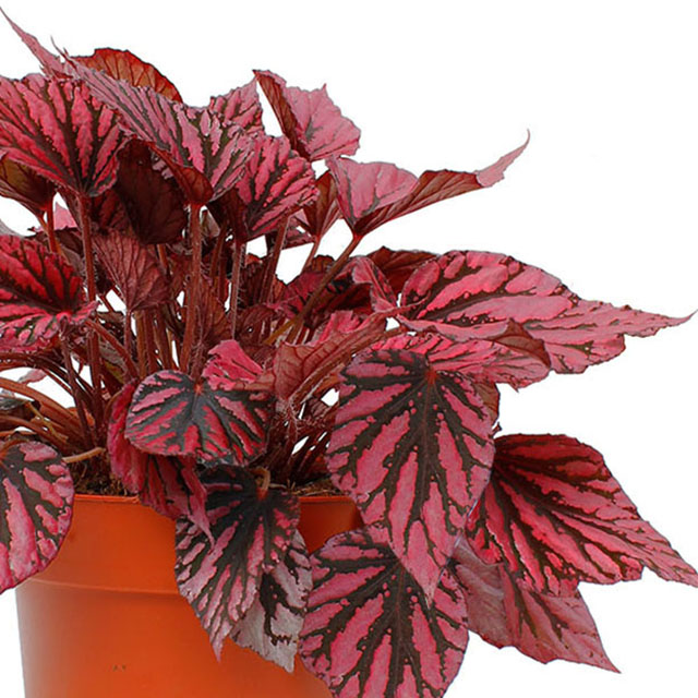 Begonia Rex kaufen?