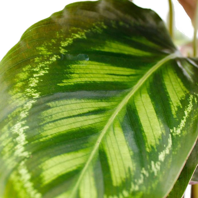 Calathea Flamestar