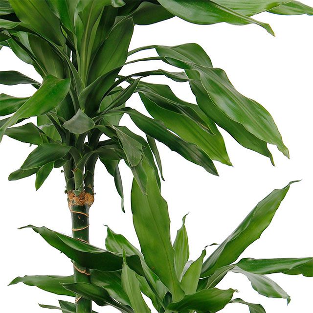 Dracaena Janet