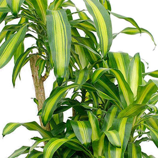 Dracaena Massangeana