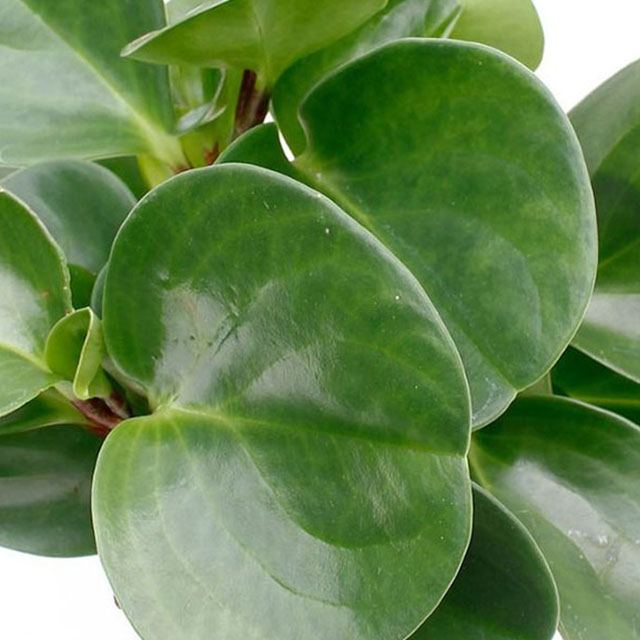 Peperomia kaufen?