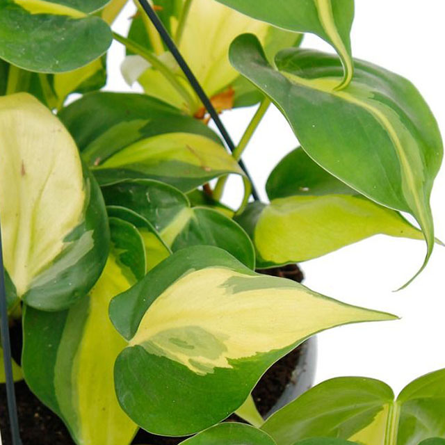 Philodendron Brasil