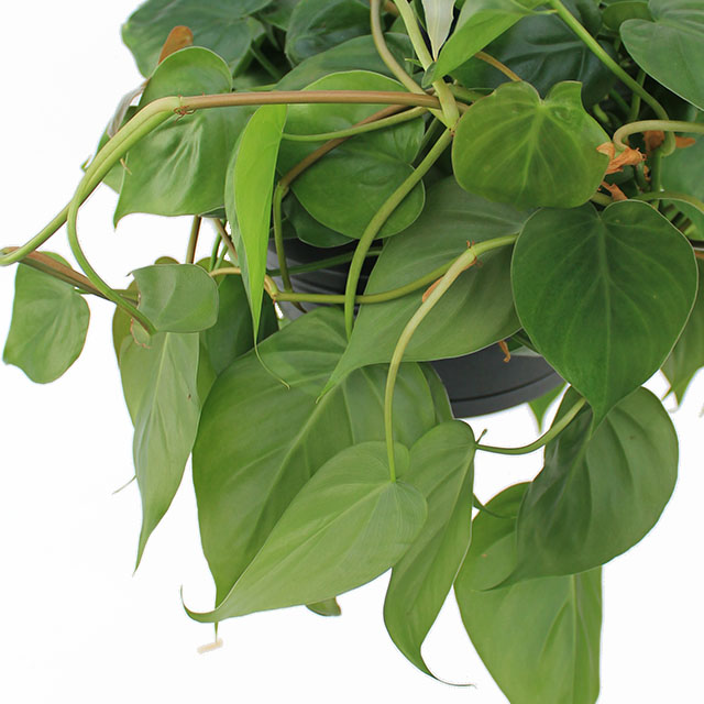 Philodendron Scandens