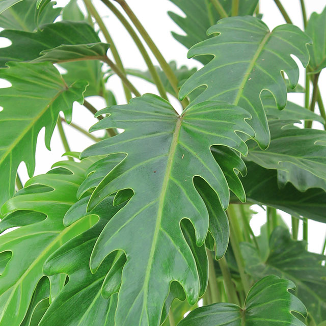 Philodendron Xanadu