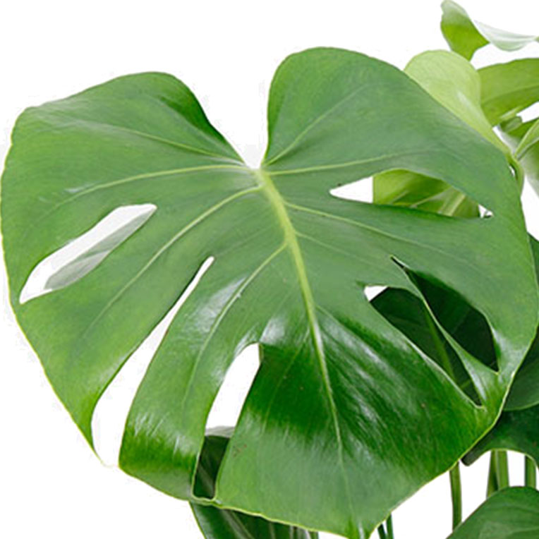 Philodendron kaufen