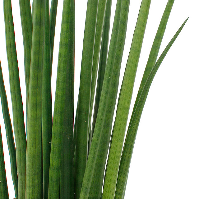 Sansevieria Spikes