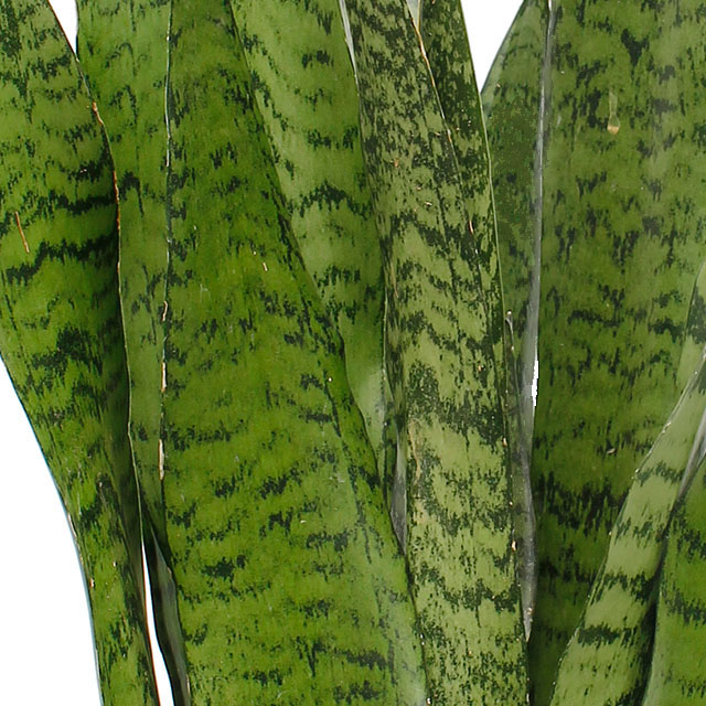 Sansevieria Zeylanica