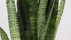 Sansevieria Black Coral kaufen