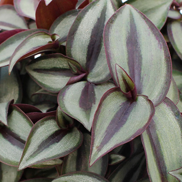 Tradescantia kaufen?