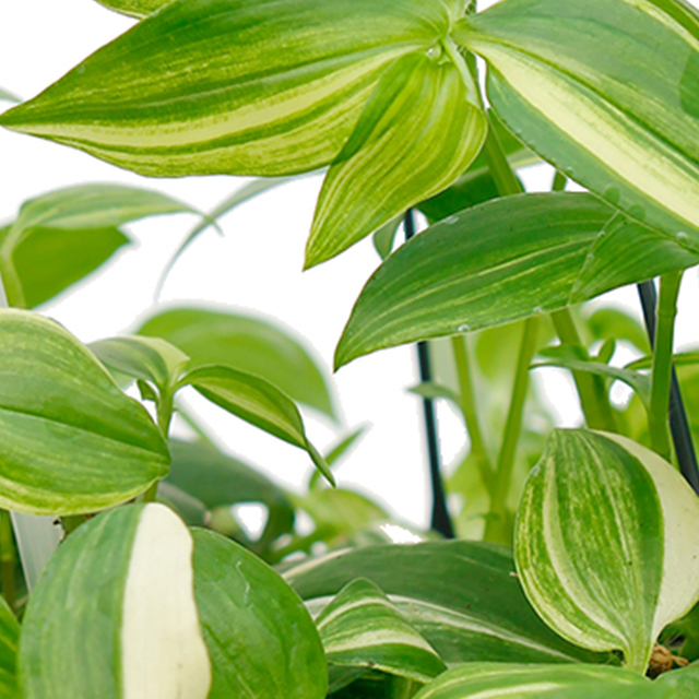 Tradescantia Yellow Hill kaufen?