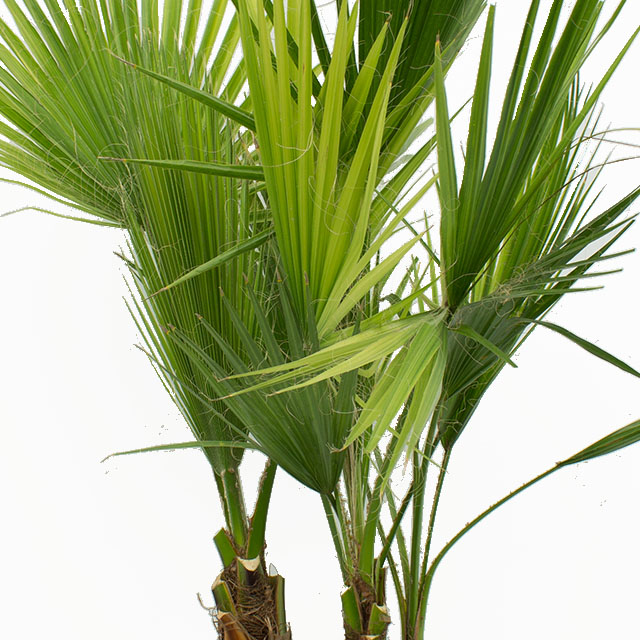 Washingtonia kaufen?