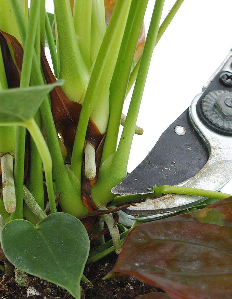 Anthurium Wartung