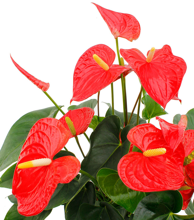 Anthurium Standort