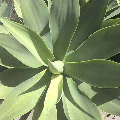 Blühende Agave