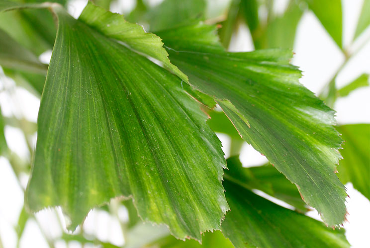 Düngen für Caryota Mitis