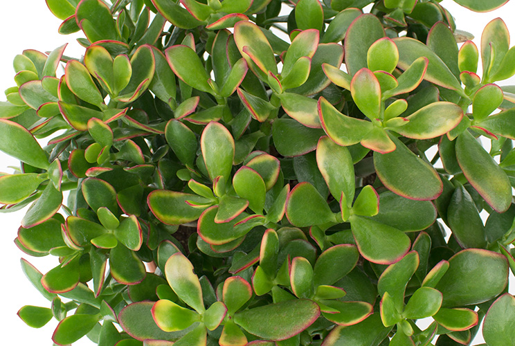 Blühende Crassula