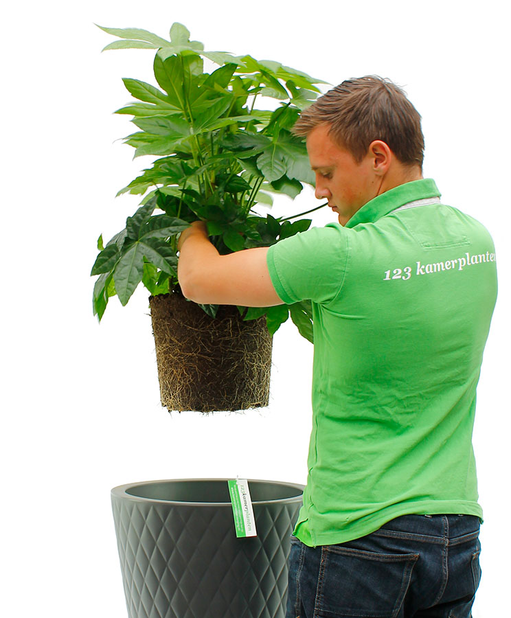 Fatsia Umtopfen