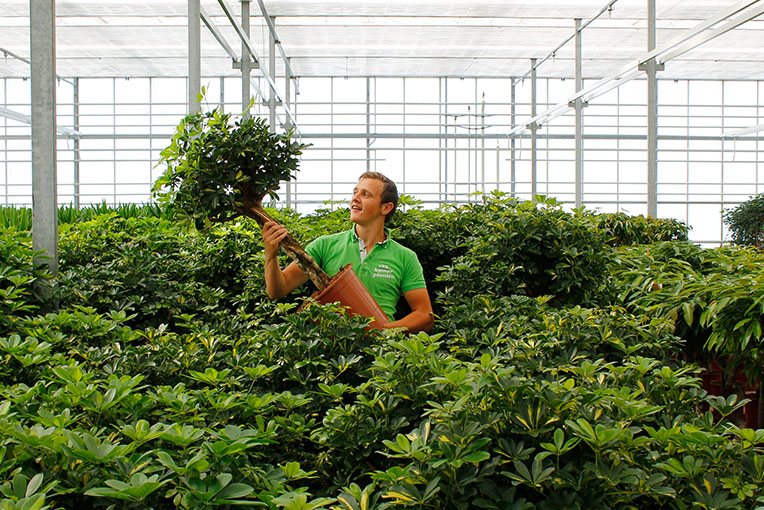 Blühende Schefflera