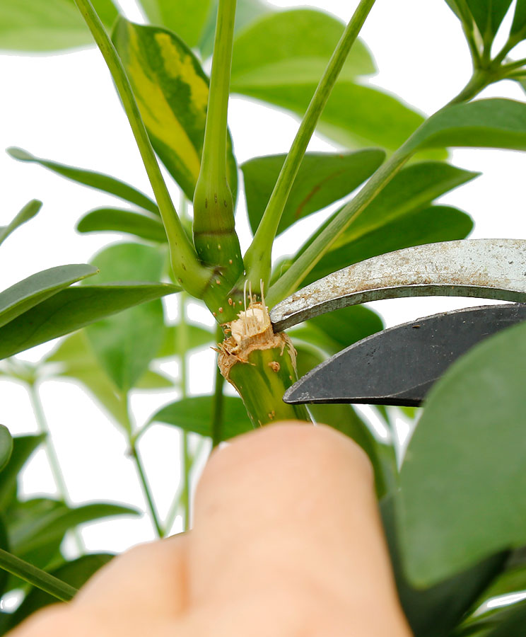 Schefflera Wartung